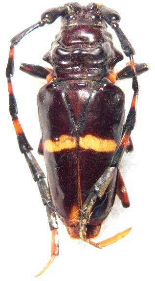 Trachyderes (Trachyderes) cingulatus