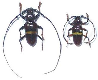 Trachyderes (Trachydesres) succintus