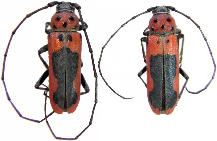 Tylosis maculata