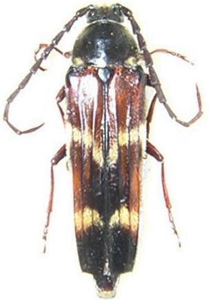 Tragocerus bidentatus