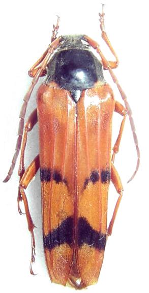 Tragocerus spencei