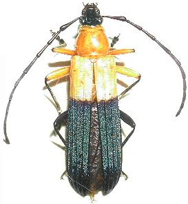 Tropocalymma dimidiatum