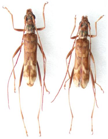 Leptoxenus ibidiiformis