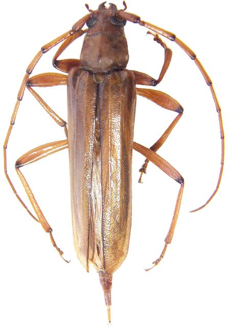 Malacopterus tenellus