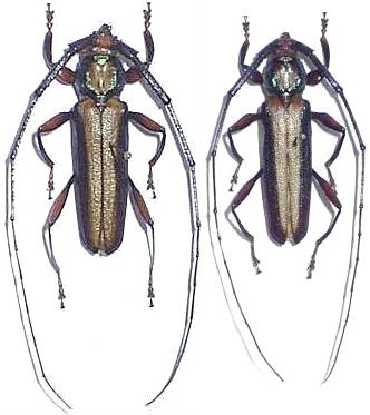Xystrocera festiva