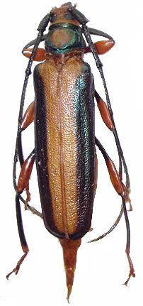 Xystrocera festiva