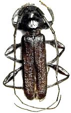 Xystrocera nigrita