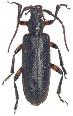 Cyrtonops tonkineus