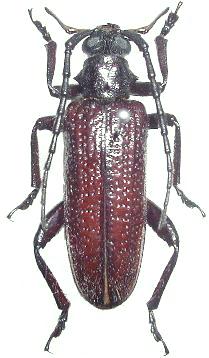 Cyrtonops punctipennis