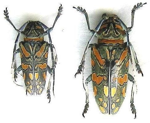 Freadelpha (Freadelpha) principalis