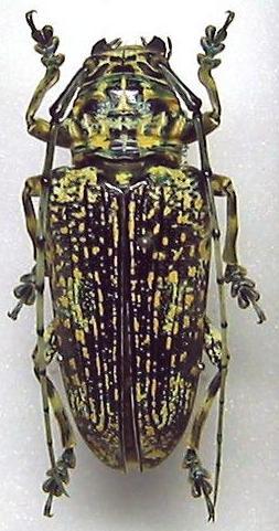 Pterochaos nebulosus