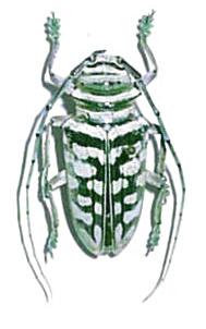 Sternotomis (Sternotomis) bohemanni bohndorffi