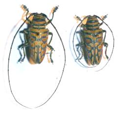 Sternotomis (Sternotomis) bohemanni bohemanni