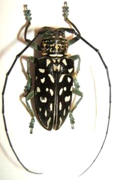 Stellognatha maculata