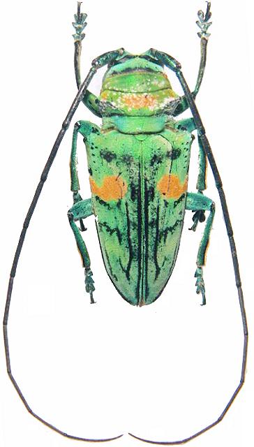 Sternotomis (Sternotomis) callais