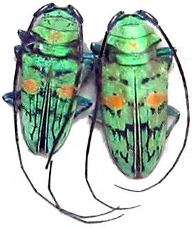 Sternotomis (Sternotomis) callais