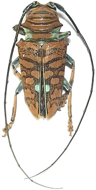 Sternotomis (Sternotomis) chrysopras