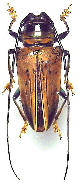 Sternotomis (Ultiolemur) ducalis