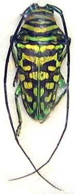 Sternotomis (Sternotomis) mirabilis