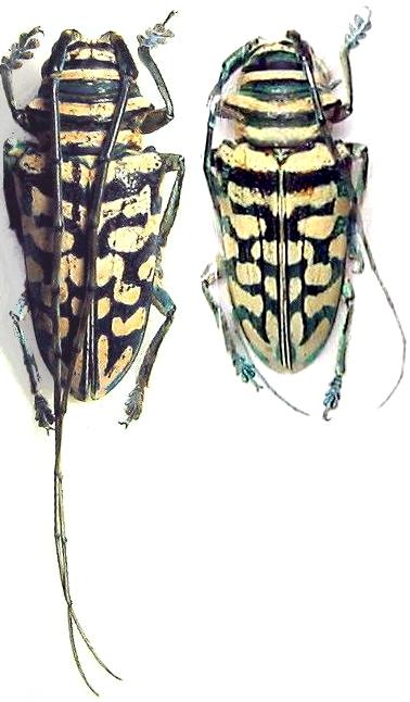 Sternotomis (Sternotomis) bohemanni zintgraffi