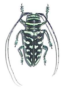 Sternotomis (Sternotomis) virescens