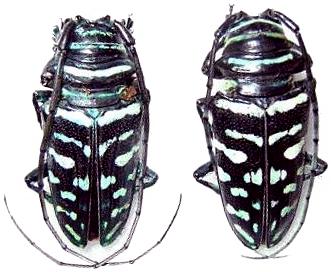 Sternotomis (Sternotomis) virescens