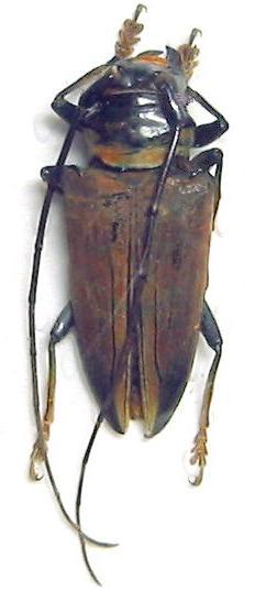 Sternotomis (Ultiolemur) ducalis