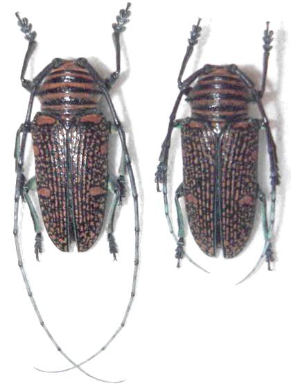 Zographus regalis