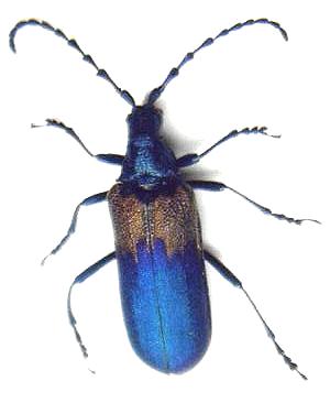 Desmocerus palliatus