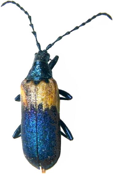 Desmocerus palliatus