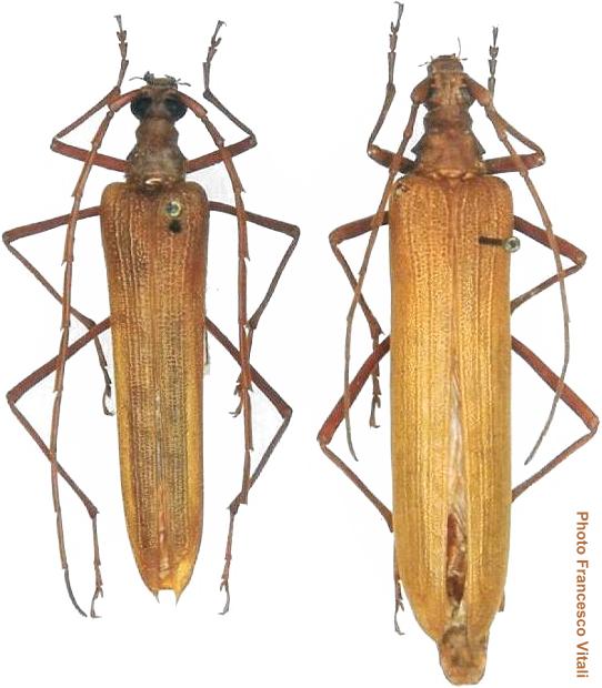 Holopterus chilensis