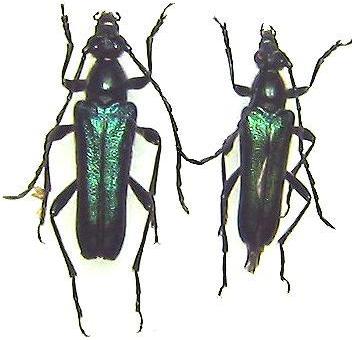 Anoplodera (Anoploderomorpha) cyanea