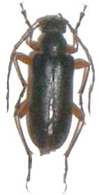 Cortodera villosa