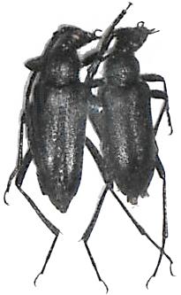 Anastrangalia (Cribroleptura) stragulata