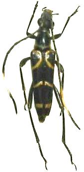 Elacomia histrionica