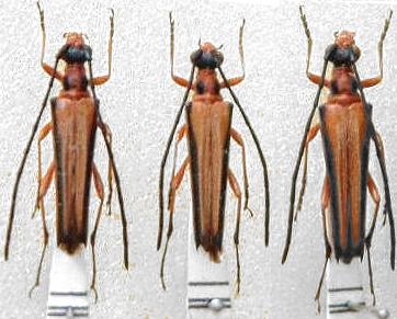 Eustrangalis distenoides