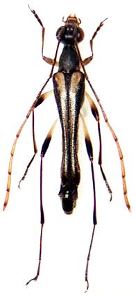 Idiostrangalia maruokai