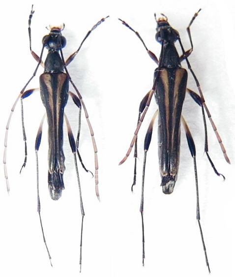 Idiostrangalia maruokai