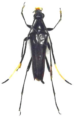 Japanostrangalia dentatipennis