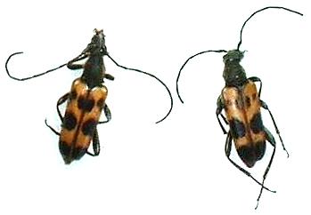 Judolia sexmaculata parallelopipeda