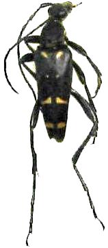 Leptura (Leptura) ambulatrix