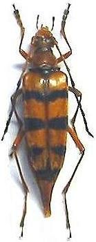 Bellamira regalis