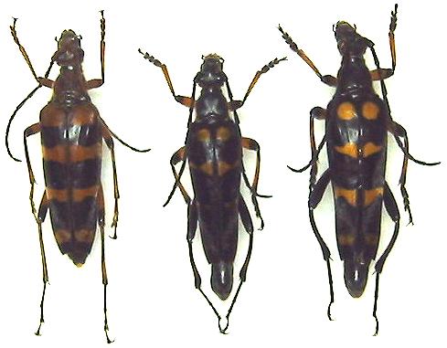 Bellamira regalis