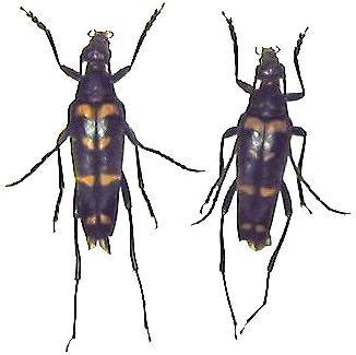 Leptura (Leptura) subtilis