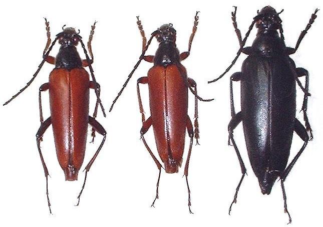 Macroleptura thoracica