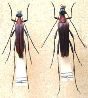 Mimostrangalia dulcis