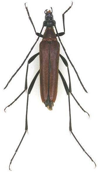 Mimostrangalia dulcis