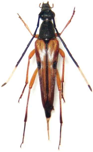 Mimostrangalia longicornis