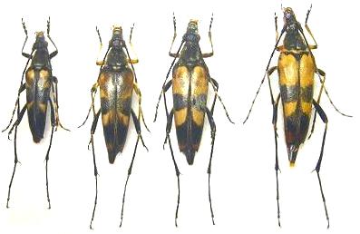 Leptura (Nakanea) vicaria