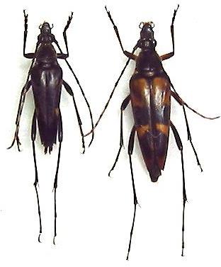 Leptura (Nakanea) vicaria